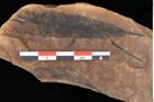 Foto (Detailansicht) von Myrica lignitum Unger (NHMW-GEO-2024-0188-0584)